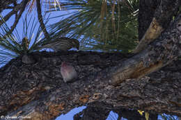 Image of Cassin's Finch