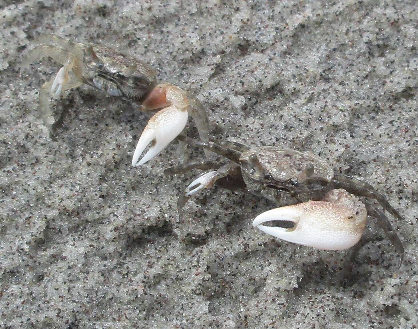 Image of Atlantic sand fiddler