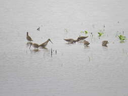 Image of Dowitcher