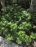 Image of Florida shrubverbena