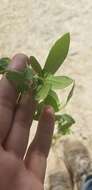 Image of desert starvine