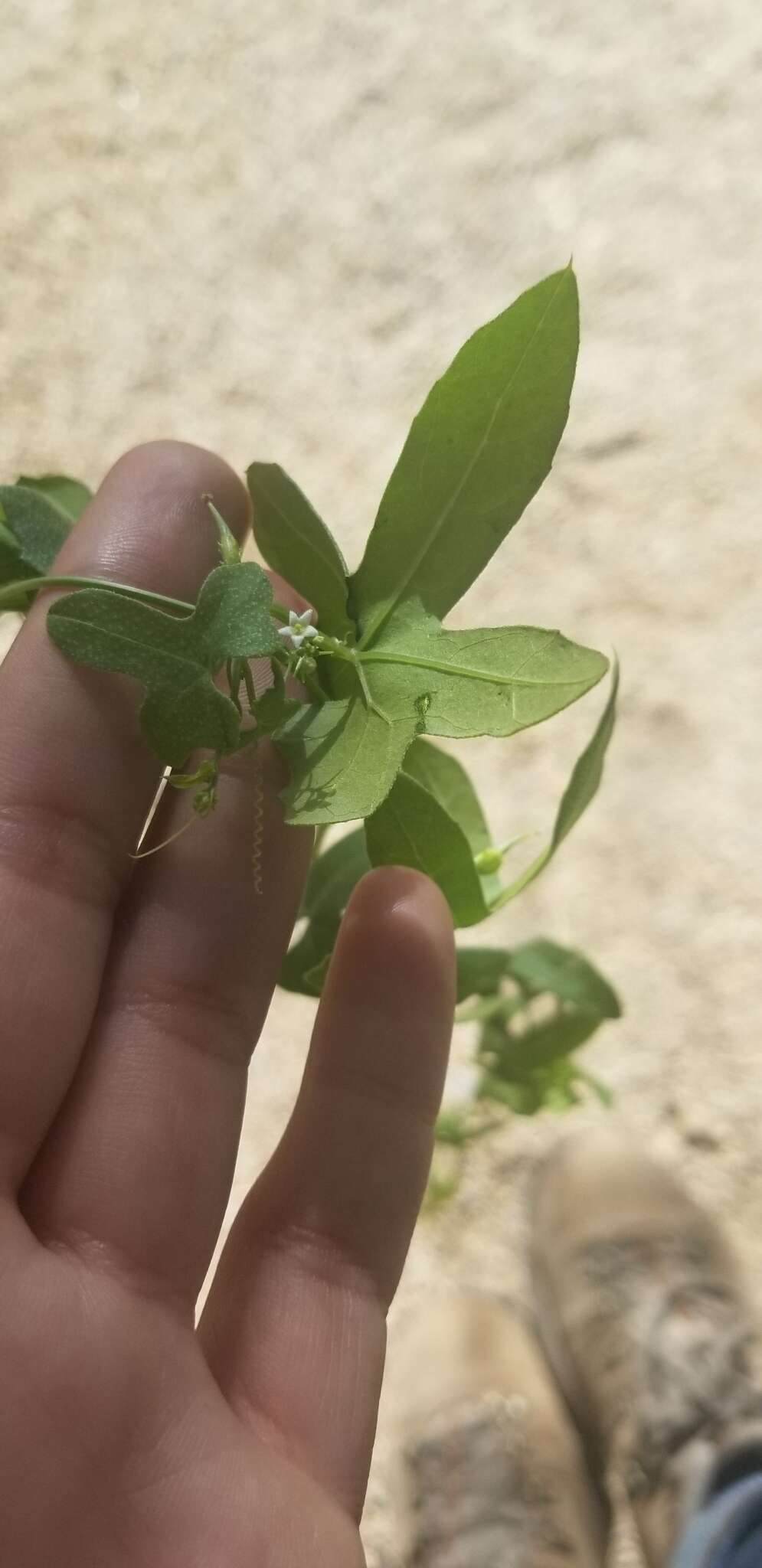 Image of desert starvine