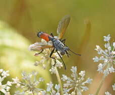 Image of Cylindromyia intermedia (Meigen 1824)