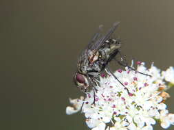 Image of Estheria cristata (Meigen 1826)