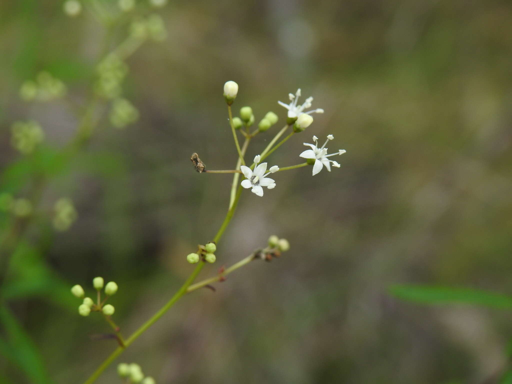 Image of Astrotricha glabra Domin