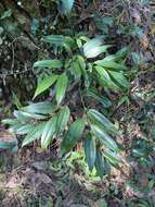 Image de Smilax lanceifolia Roxb.