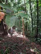 Image of Jamaican capertree