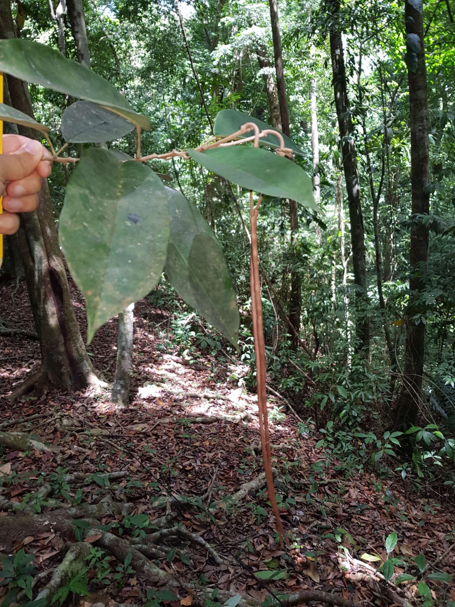 Image of Jamaican capertree