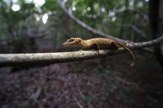 Image of Gunther's FIat-tail Gecko