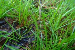 Image of Isolepis ludwigii (Steud.) Kunth