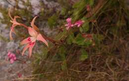 Image of Gladiolus cylindraceus G. J. Lewis