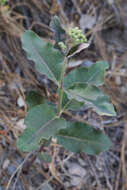 Image de Asclepias hypoleuca (A. Gray) R. E. Woodson