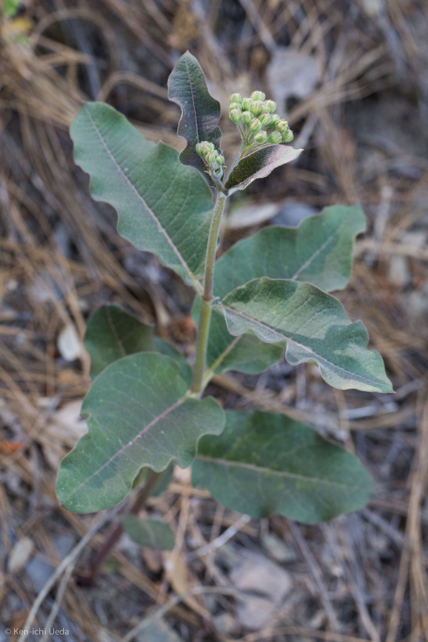 Image of mahogany milkweed