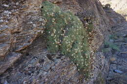 Image of Petrophytum caespitosum subsp. caespitosum