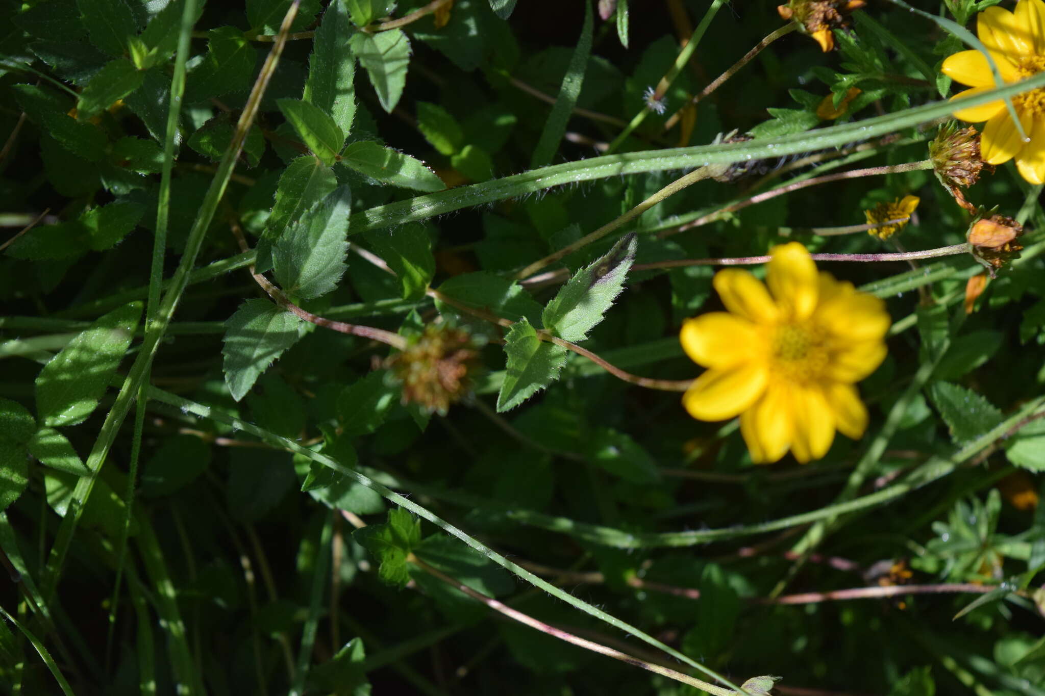 Image de Lasianthaea aurea (D. Don) K. M. Becker