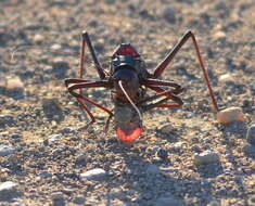 Image of Long-legged Armoured Katydid