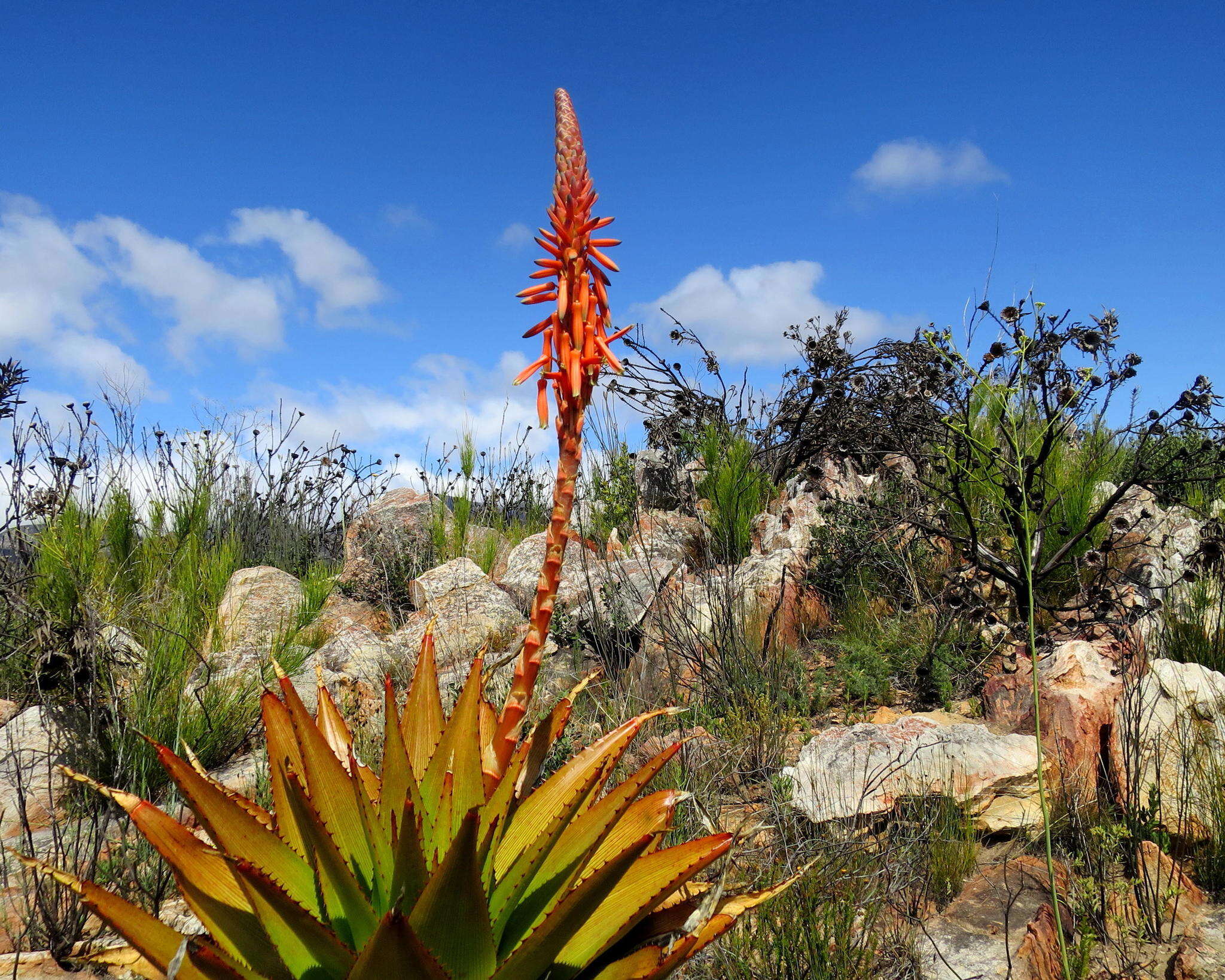 Imagem de Aloe lineata var. muirii (Marloth) Reynolds