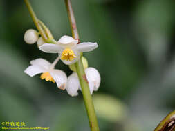 Image of Begonia longifolia Blume