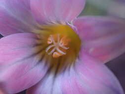 Image of Romulea atrandra var. lewisiae M. P. de Vos