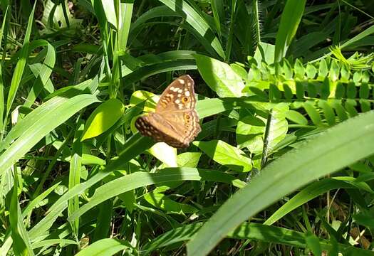 Image of Junonia erigone Cramer 1779