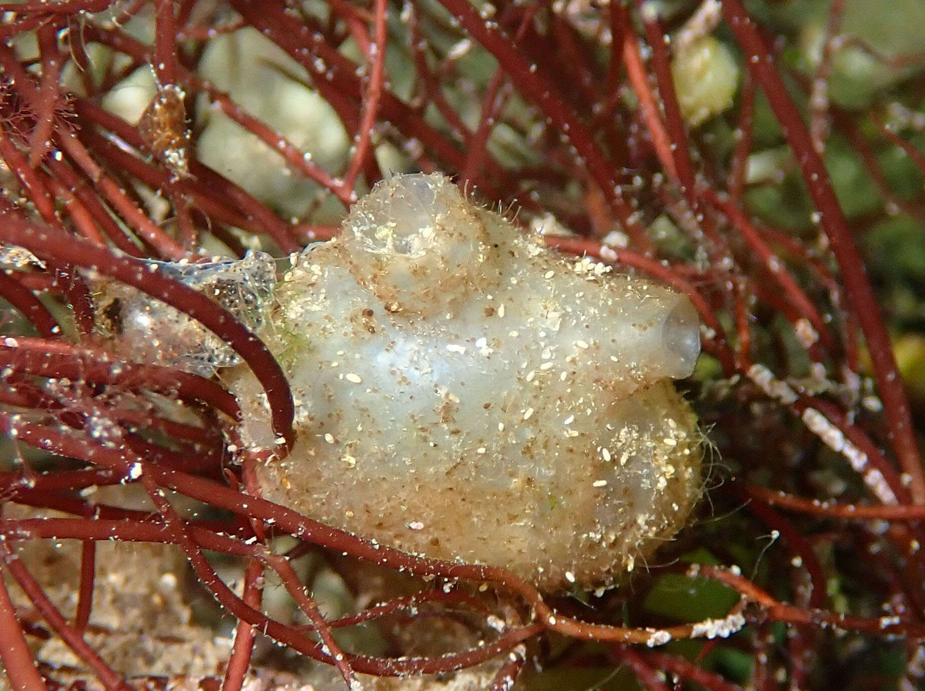 Image of Tunicate