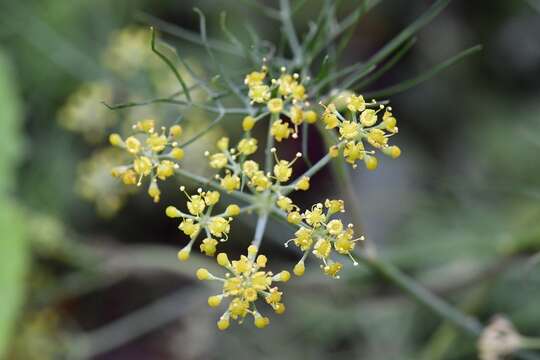 Image of Prionosciadium nelsonii Coult. & Rose