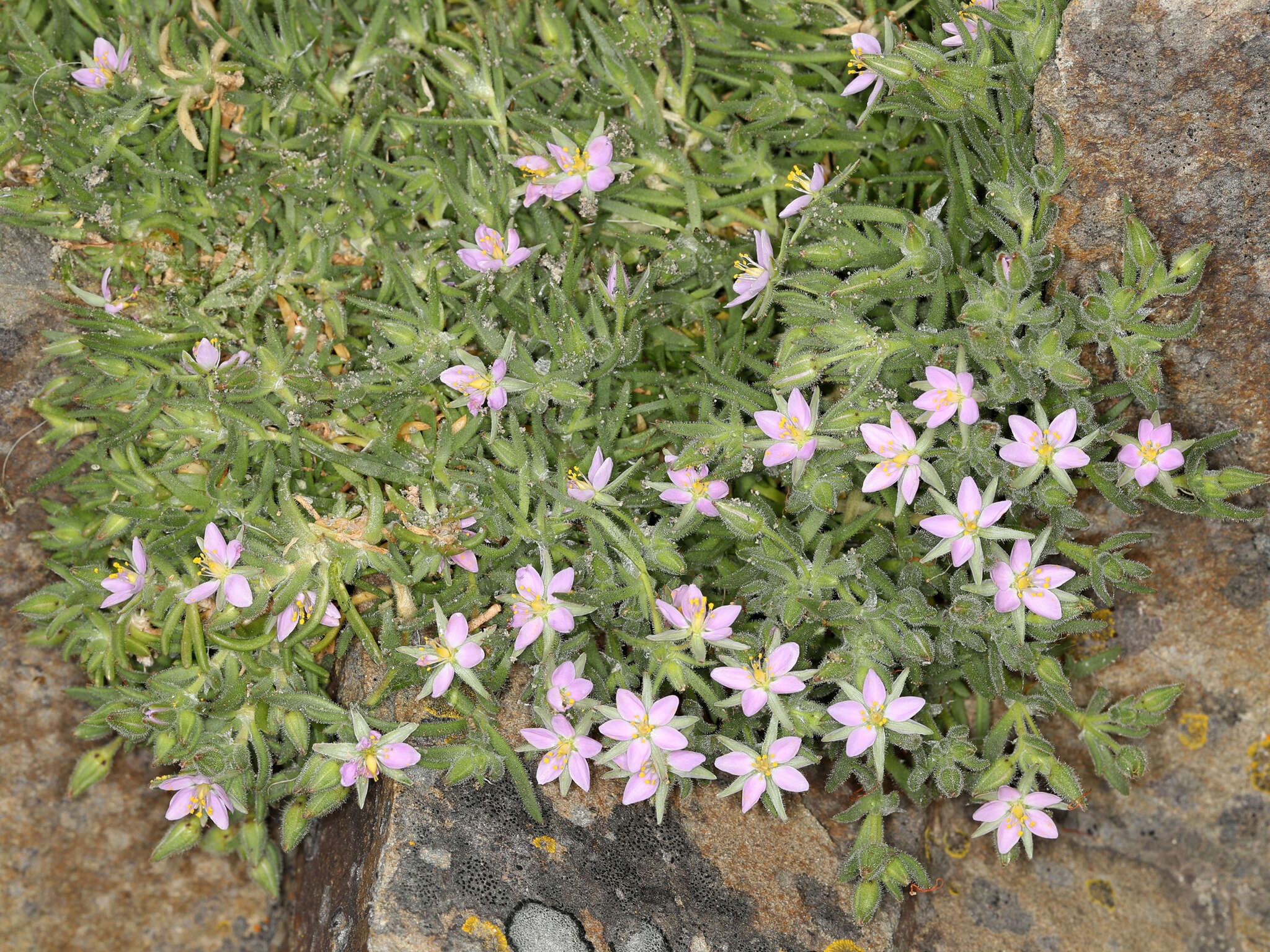 Image of sticky sandspurry