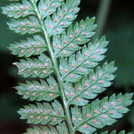 Image of intermediate woodfern