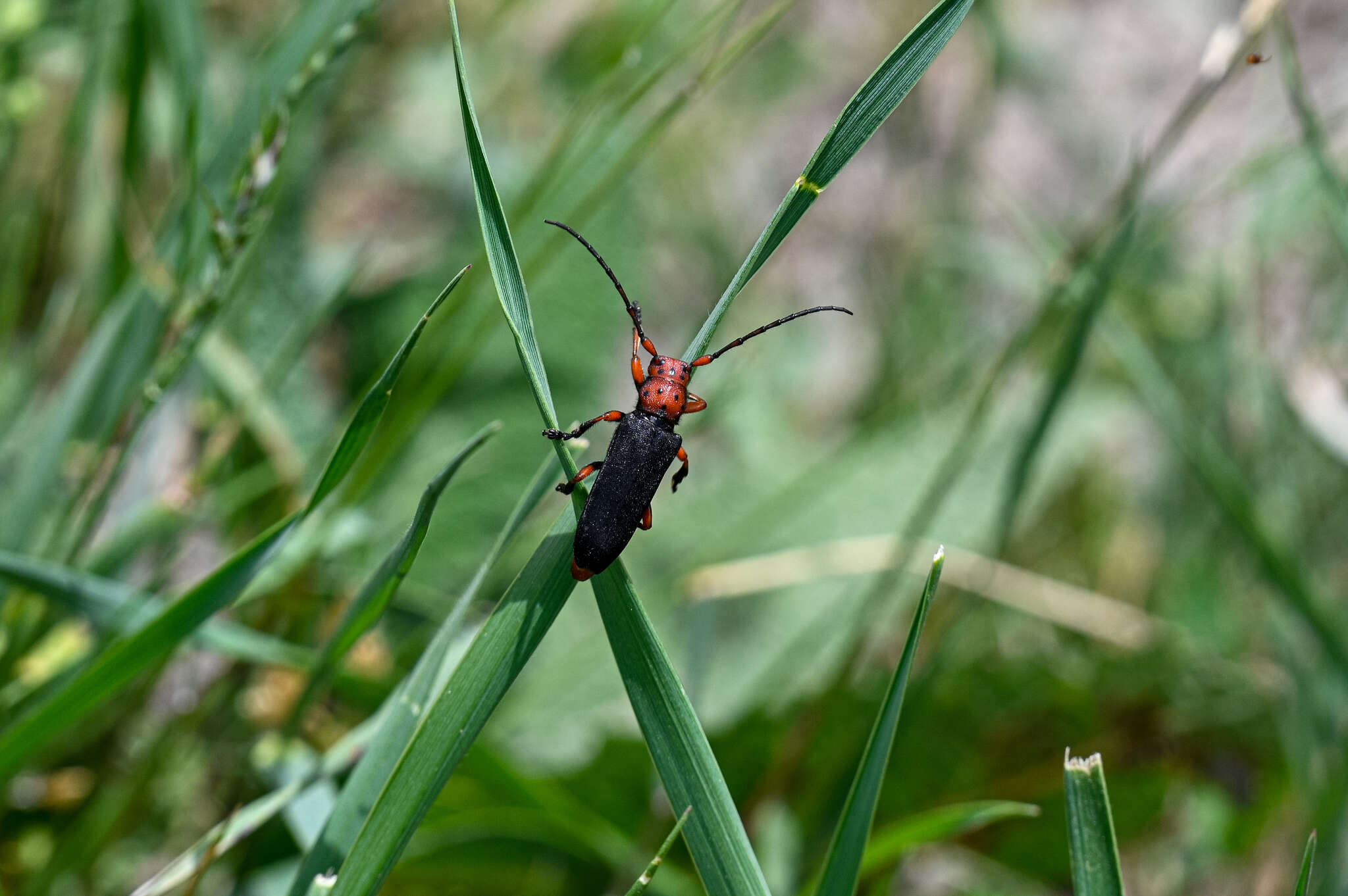 Слика од Phytoecia (Musaria) puncticollis Faldermann 1837