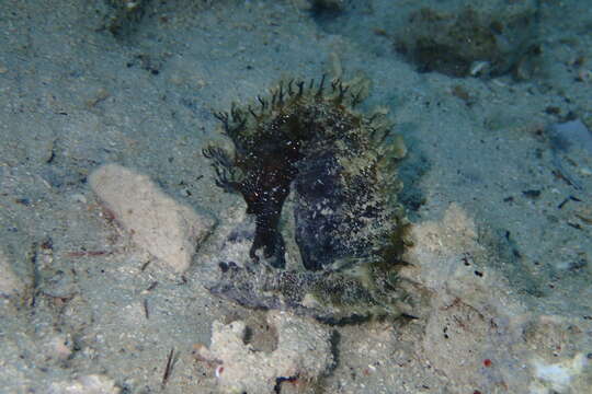 Image of Long-snouted Seahorse