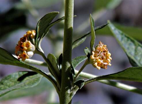 Sivun Buddleja tucumanensis Griseb. kuva