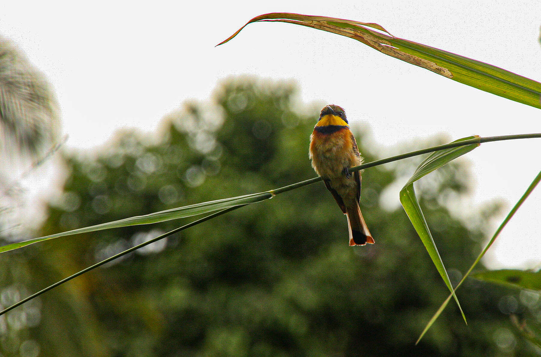 Image of Blue-breasted Bee-eater