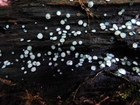 Image of Chlorociboria aeruginosa (Oeder) Seaver ex C. S. Ramamurthi, Korf & L. R. Batra 1958