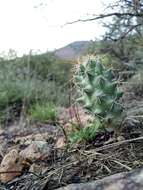 Image of Coryphantha octacantha (DC.) Britton & Rose