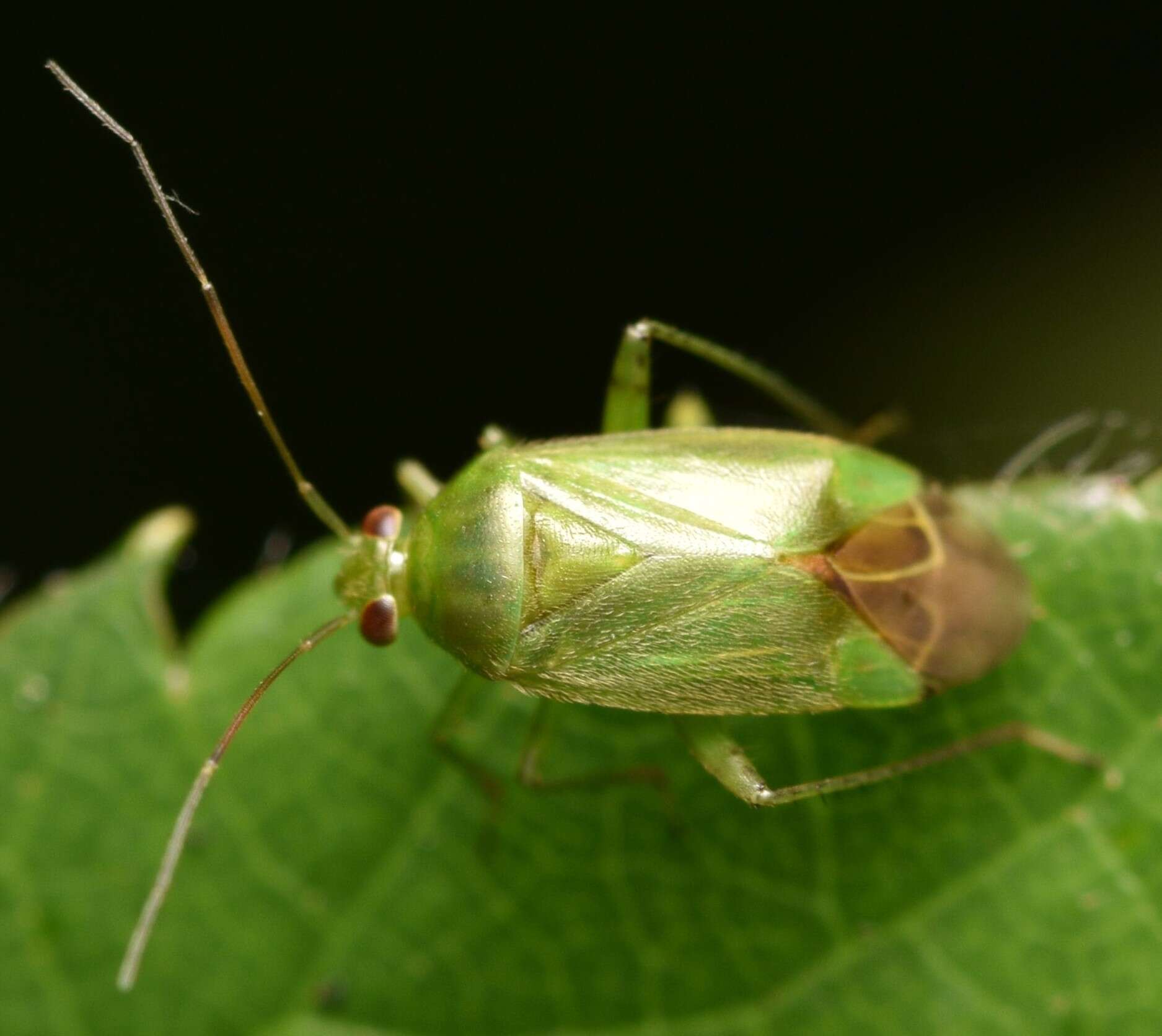 صورة Apolygus spinolae (H. Meyer-Dur 1841)