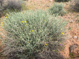 Image of Cooper's paper daisy