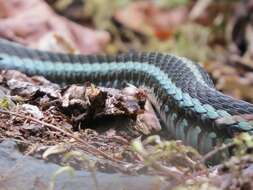 Image of Thamnophis sirtalis pickeringii (Baird & Girard 1853)