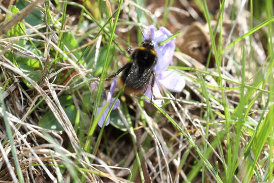 صورة Bombus pratorum (Linnaeus 1761)