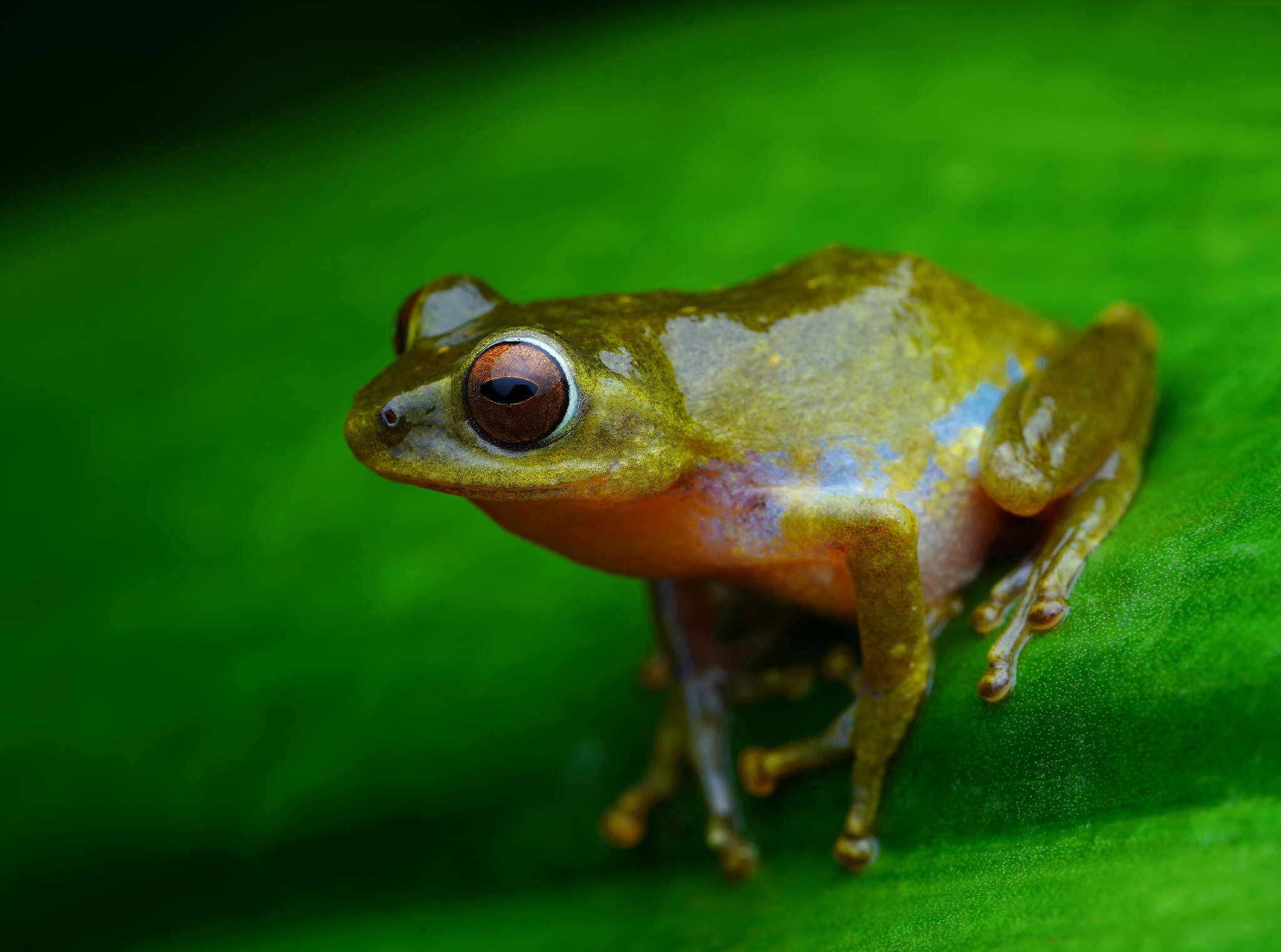 Image of Beddome's bubble-nest frog