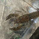 Image of Blackbarred Crayfish