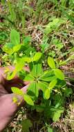 Image of Euphorbia carniolica Jacq.