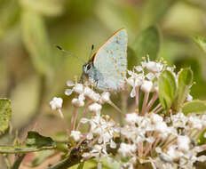 Image of Arizona Hairstreak