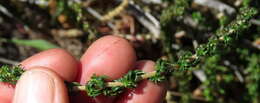 Image of Wahlenbergia tenella (L. fil.) Lammers