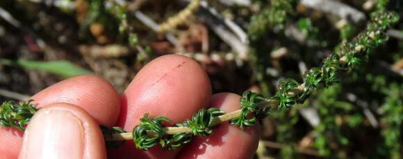 Wahlenbergia tenella (L. fil.) Lammers resmi