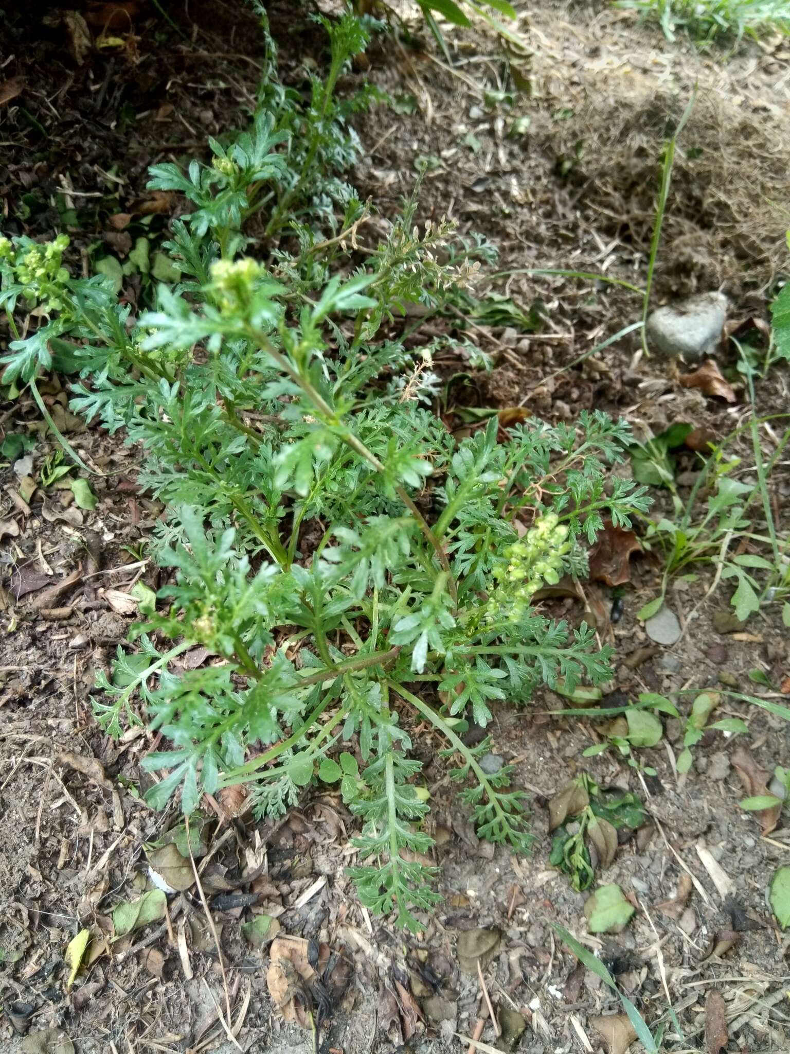 Sivun Lepidium bipinnatifidum Desv. kuva