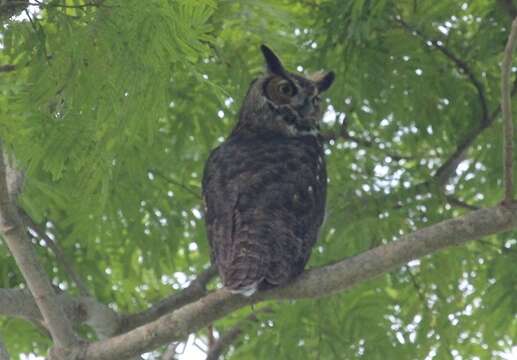 Image of Bubo virginianus virginianus (Gmelin & JF 1788)