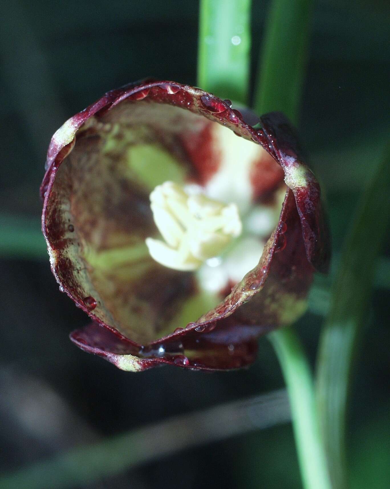 Image of Fritillaria oranensis Pomel