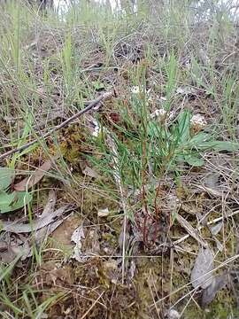 Image of Grevillea micrantha Meissn.