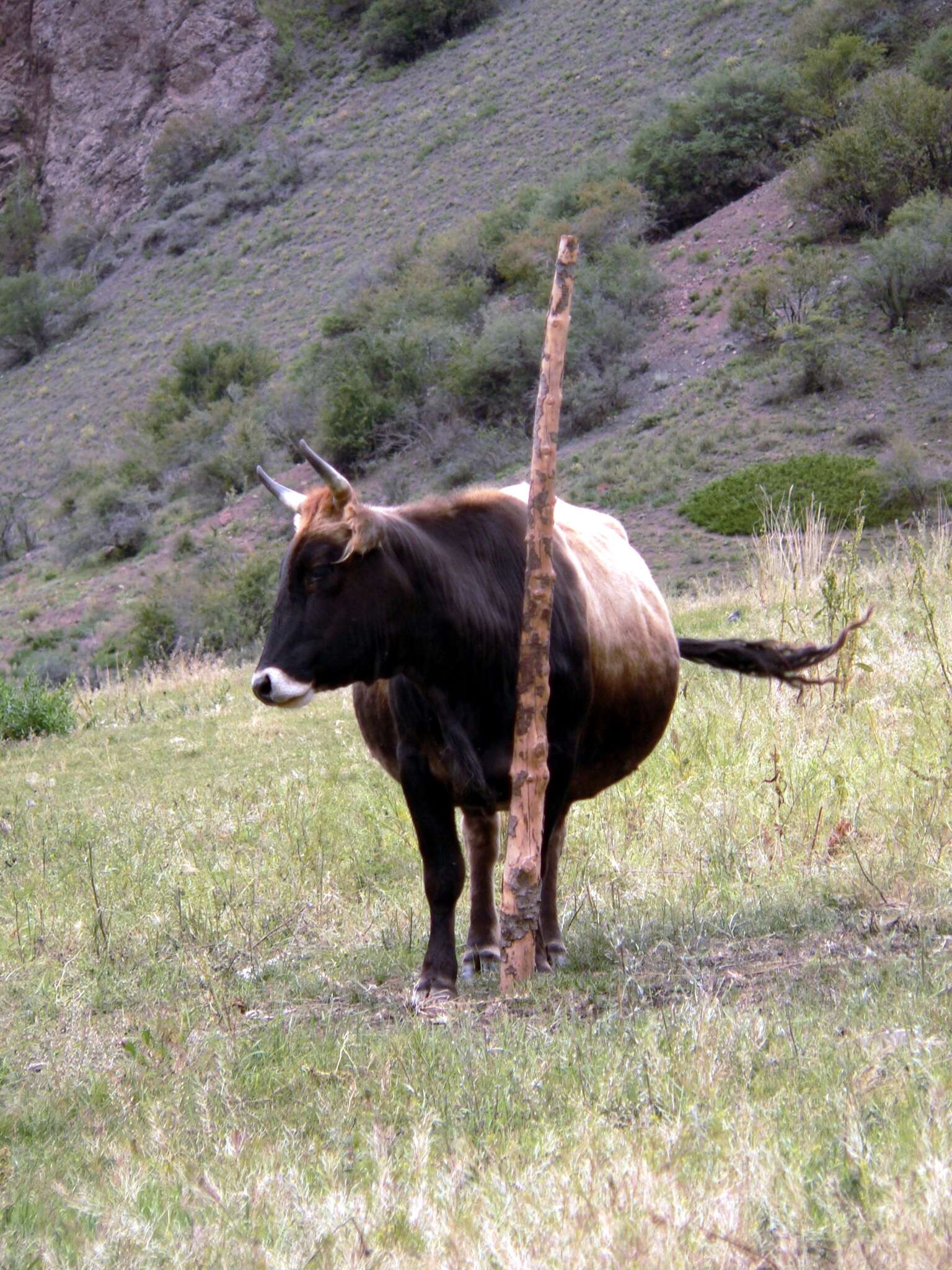 Image of Cow