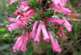 Image of <i>Erica <i>curviflora</i></i> var. curviflora